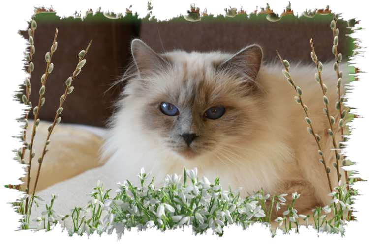 katzen abzugeben leipzig